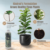 Kindred's formulation for healthy ficus plants