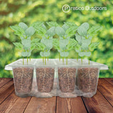 12-Cell Seeding starter grow kit with plants