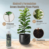Kindred's formulation to grow healthy ficus plants
