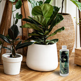 ficus plant and Kindred plant food essential oil