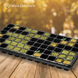 grow cubes planted in tray