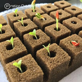 1.5 inch grow cubes with sprouts
