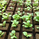 grow cubes with seedlings